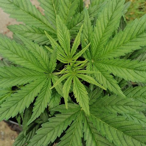 Auto green crack  #3 growlog timeline photo