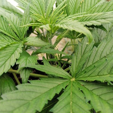 Auto green crack  #3 growlog timeline photo