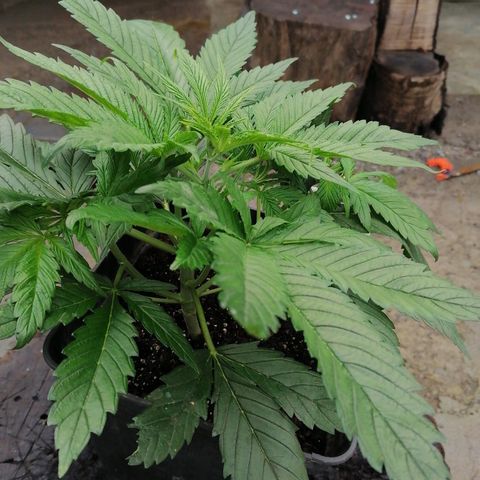 Auto green crack  #3 growlog timeline photo