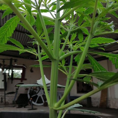 Auto green crack  #1 growlog timeline photo
