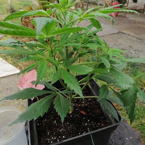 Auto green crack  #1 growlog timeline photo