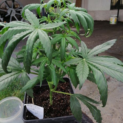 Glue Gelato Auto #3 growlog timeline photo