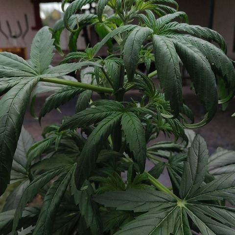 Glue Gelato Auto #3 growlog timeline photo