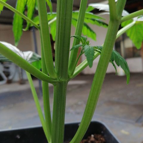 Glue Gelato Auto #3 growlog timeline photo