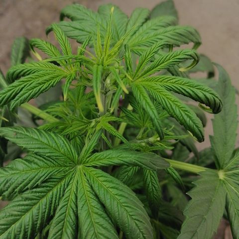 Glue Gelato Auto #3 growlog timeline photo