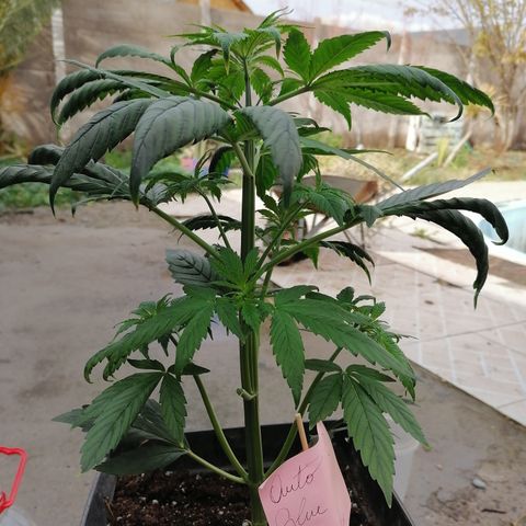 Glue Gelato Auto #1 growlog timeline photo