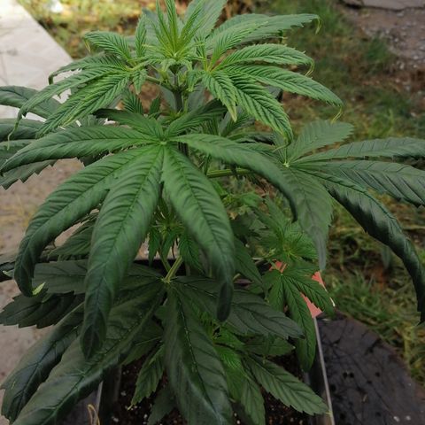 Glue Gelato Auto #1 growlog timeline photo