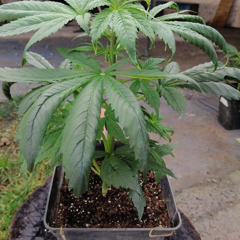 Glue Gelato Auto #1 growlog timeline photo