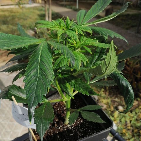 Auto green crack  #3 growlog timeline photo