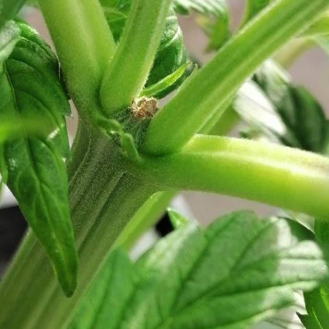 Auto green crack  #3 growlog timeline photo