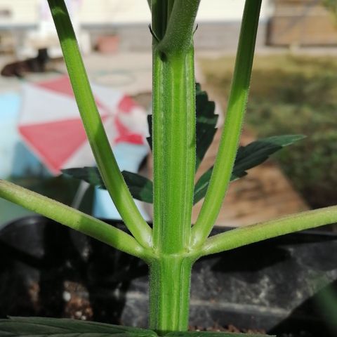 Auto green crack  #3 growlog timeline photo