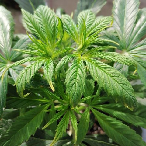 Auto green crack  #3 growlog timeline photo