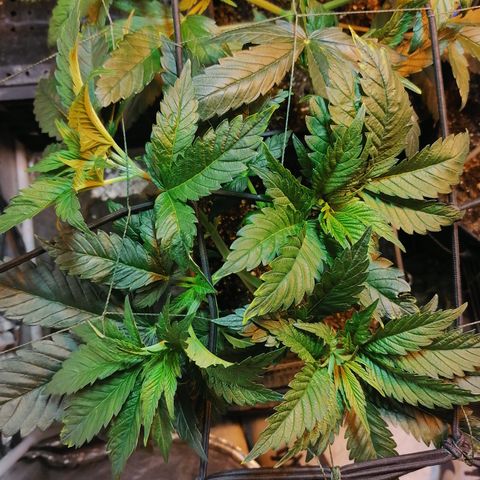 Cookies kush #3 growlog timeline photo