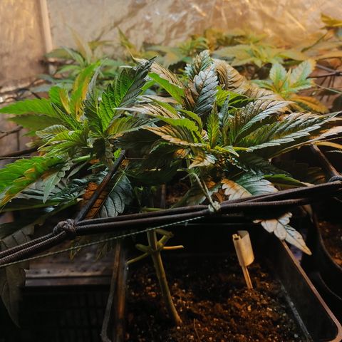 Cookies kush #3 growlog timeline photo