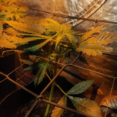 Cheese 3 growlog timeline photo