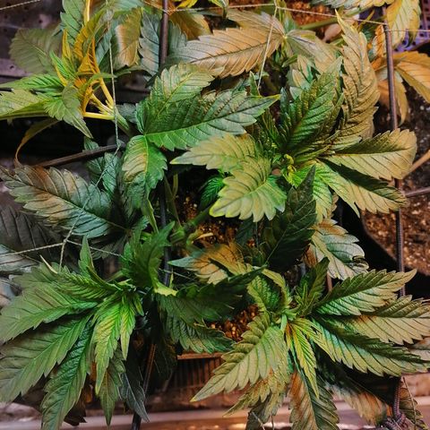Cookies kush #3 growlog timeline photo