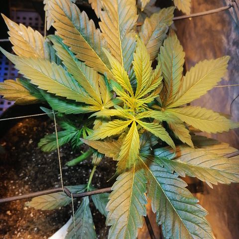 Cheese 3 growlog timeline photo