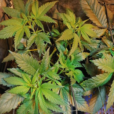 Cookies kush #2 growlog timeline photo