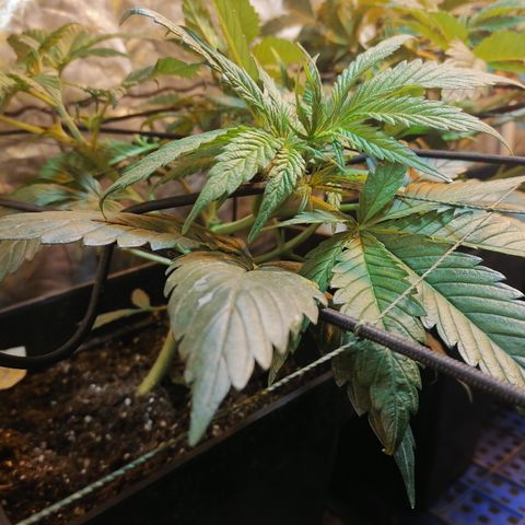 Cookies kush #2 growlog timeline photo