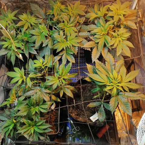 Cookies kush #2 growlog timeline photo