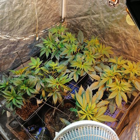 Cookies kush #2 growlog timeline photo