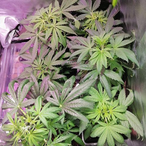 Glue Gelato Auto #1 growlog timeline photo