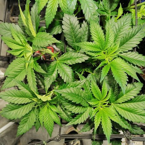 Cookies kush #3 growlog timeline photo