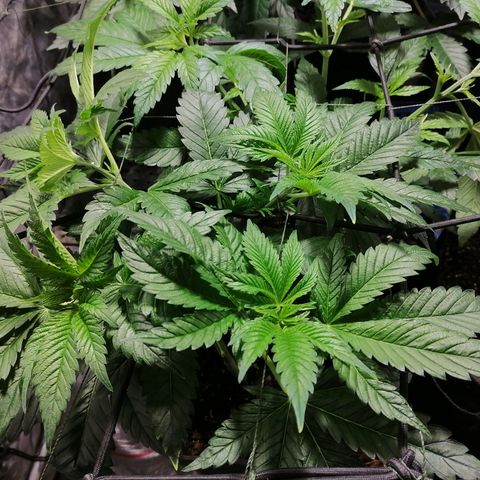 Cookies kush #3 growlog timeline photo
