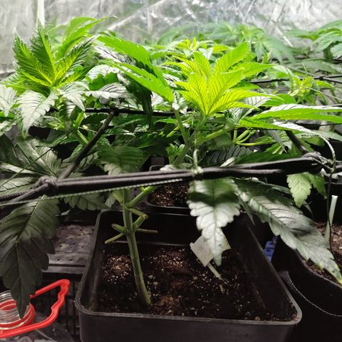 Cookies kush #3 growlog timeline photo