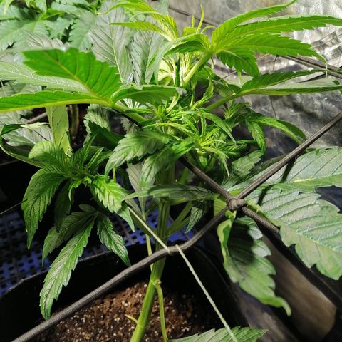 Cheese 3 growlog timeline photo