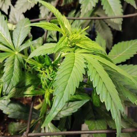Cheese 3 growlog timeline photo
