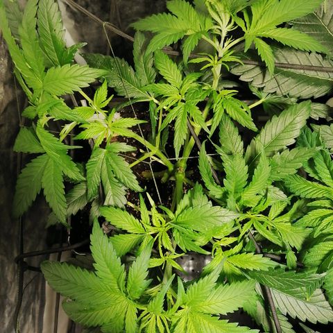 Cookies kush #2 growlog timeline photo