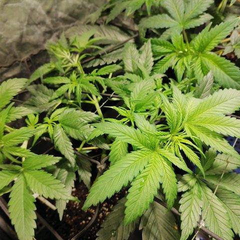Cookies kush #2 growlog timeline photo