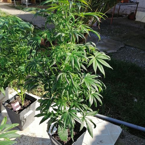 Glue Gelato Auto #3 growlog timeline photo