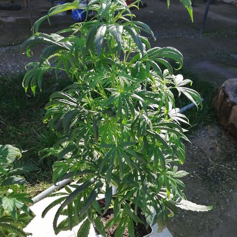Glue Gelato Auto #3 growlog timeline photo