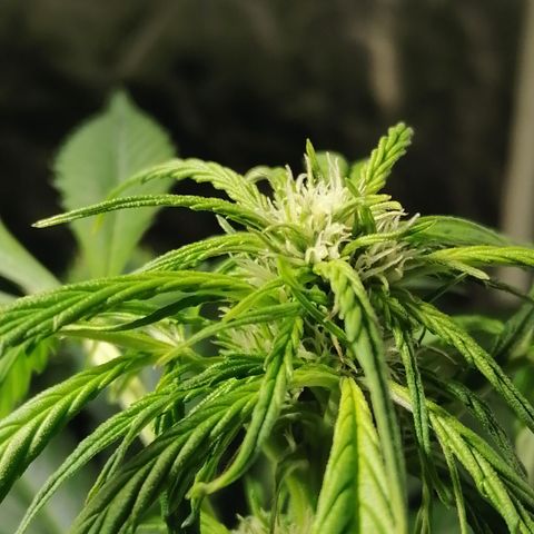 Cheese 3 growlog timeline photo