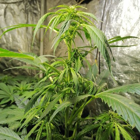 Cheese 3 growlog timeline photo