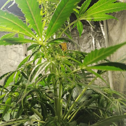 Cheese 3 growlog timeline photo