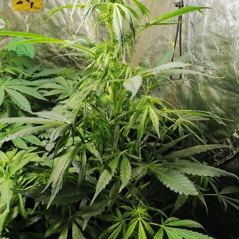 Cheese 3 growlog timeline photo