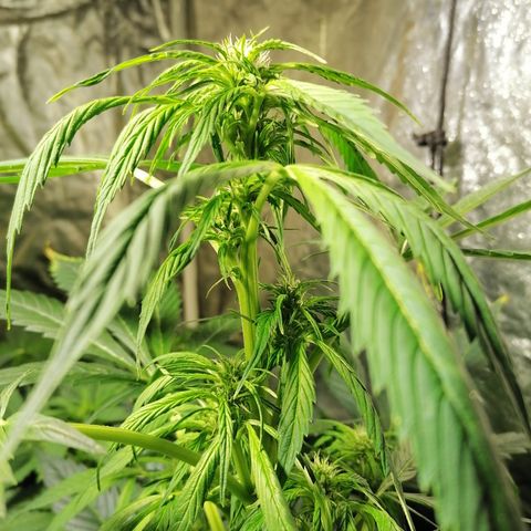 Cheese 3 growlog timeline photo