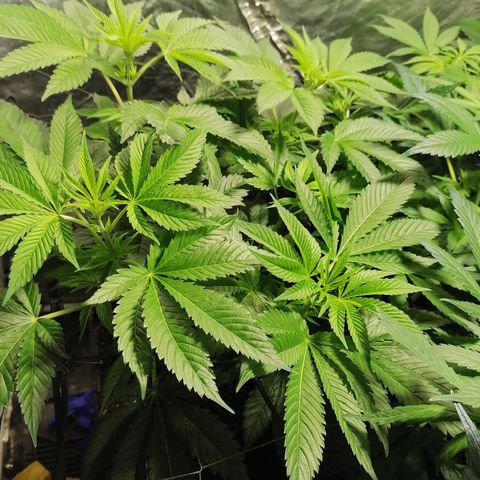 Cookies kush #3 growlog timeline photo