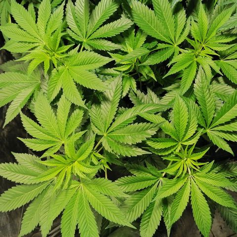Cookies kush #3 growlog timeline photo