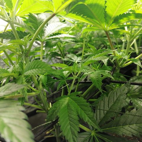 Cookies kush #3 growlog timeline photo