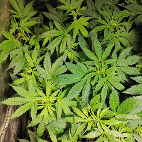 Cookies kush #2 growlog timeline photo