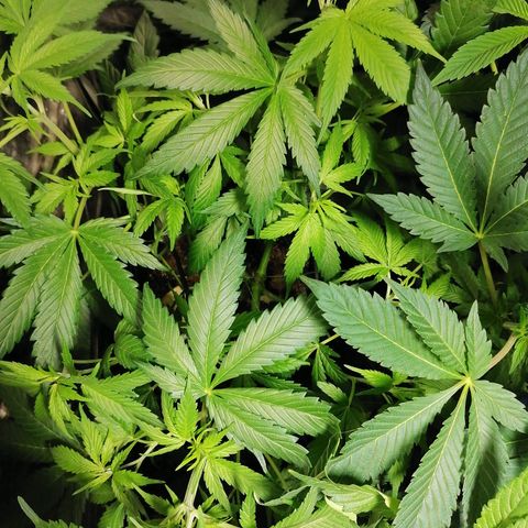 Cookies kush #2 growlog timeline photo