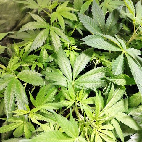 Cookies kush #2 growlog timeline photo