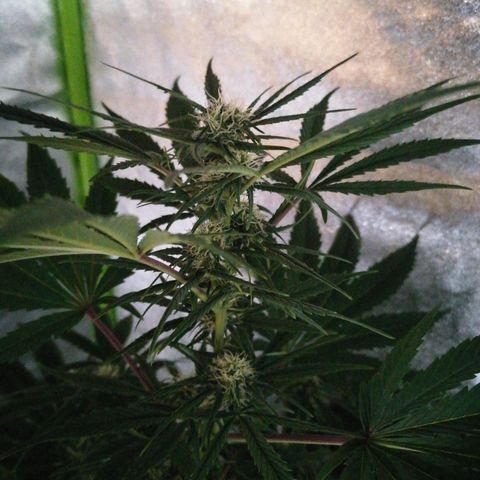 Glue Gelato Auto #3 growlog timeline photo