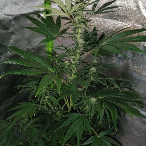 Glue Gelato Auto #3 growlog timeline photo