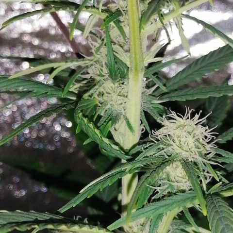Glue Gelato Auto #3 growlog timeline photo