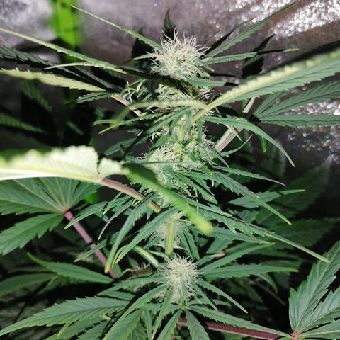 Glue Gelato Auto #3 growlog timeline photo